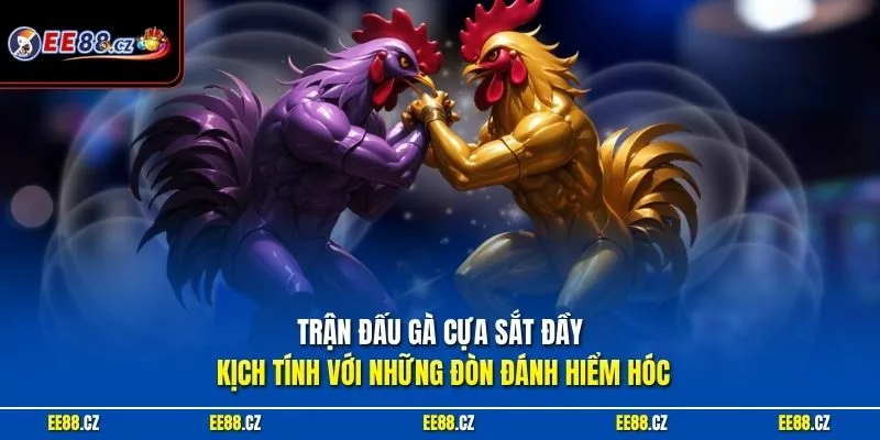Trận đấu gà cựa sắt đầy kịch tính với những đòn đánh hiểm hóc